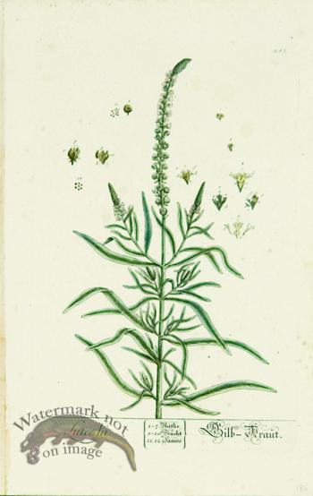 Blackwell German 087